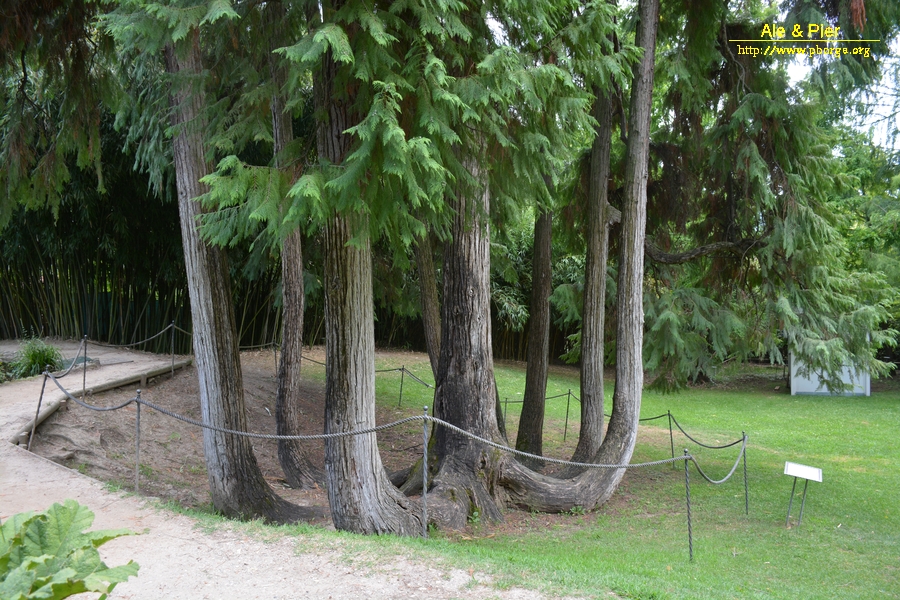 Arboreto Arco