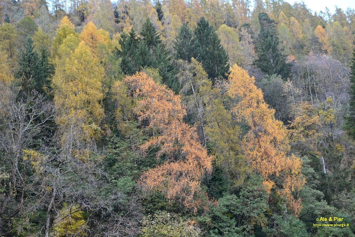 Foliage alla Vanucla