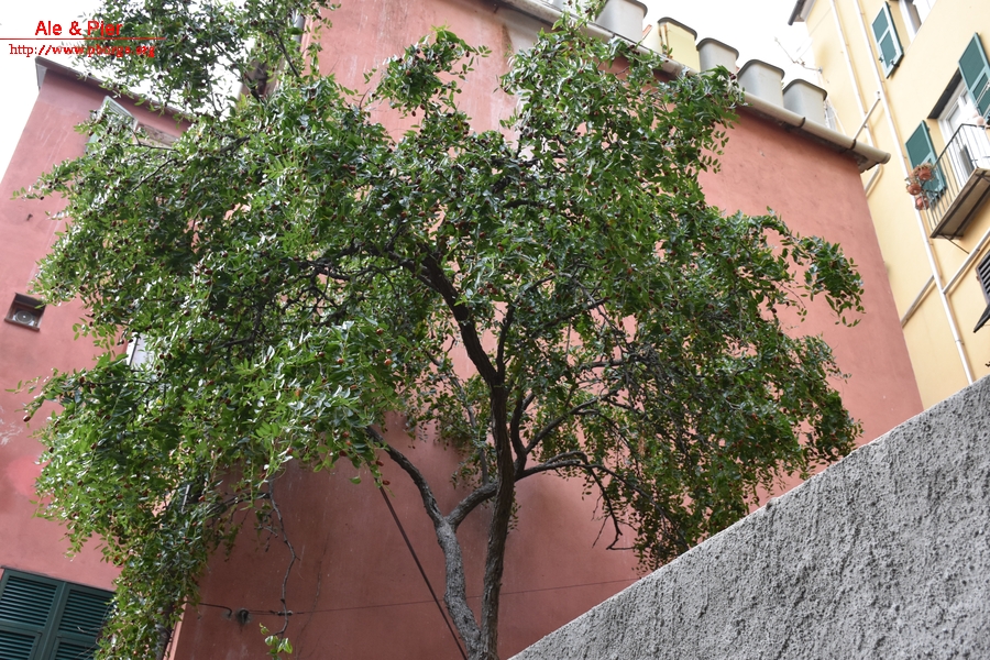 Piazza della giuggiola