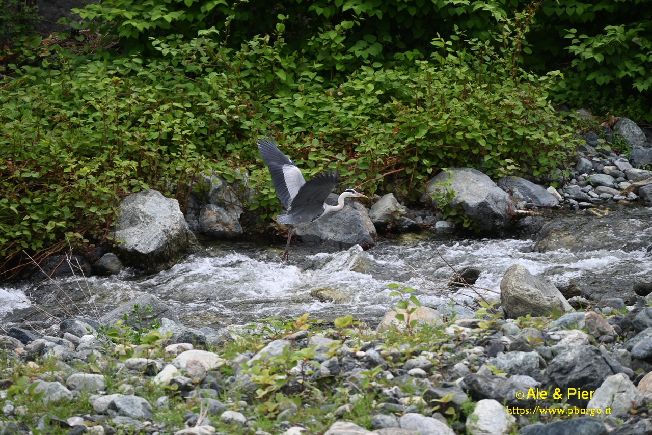 A 'caccia' di volatili