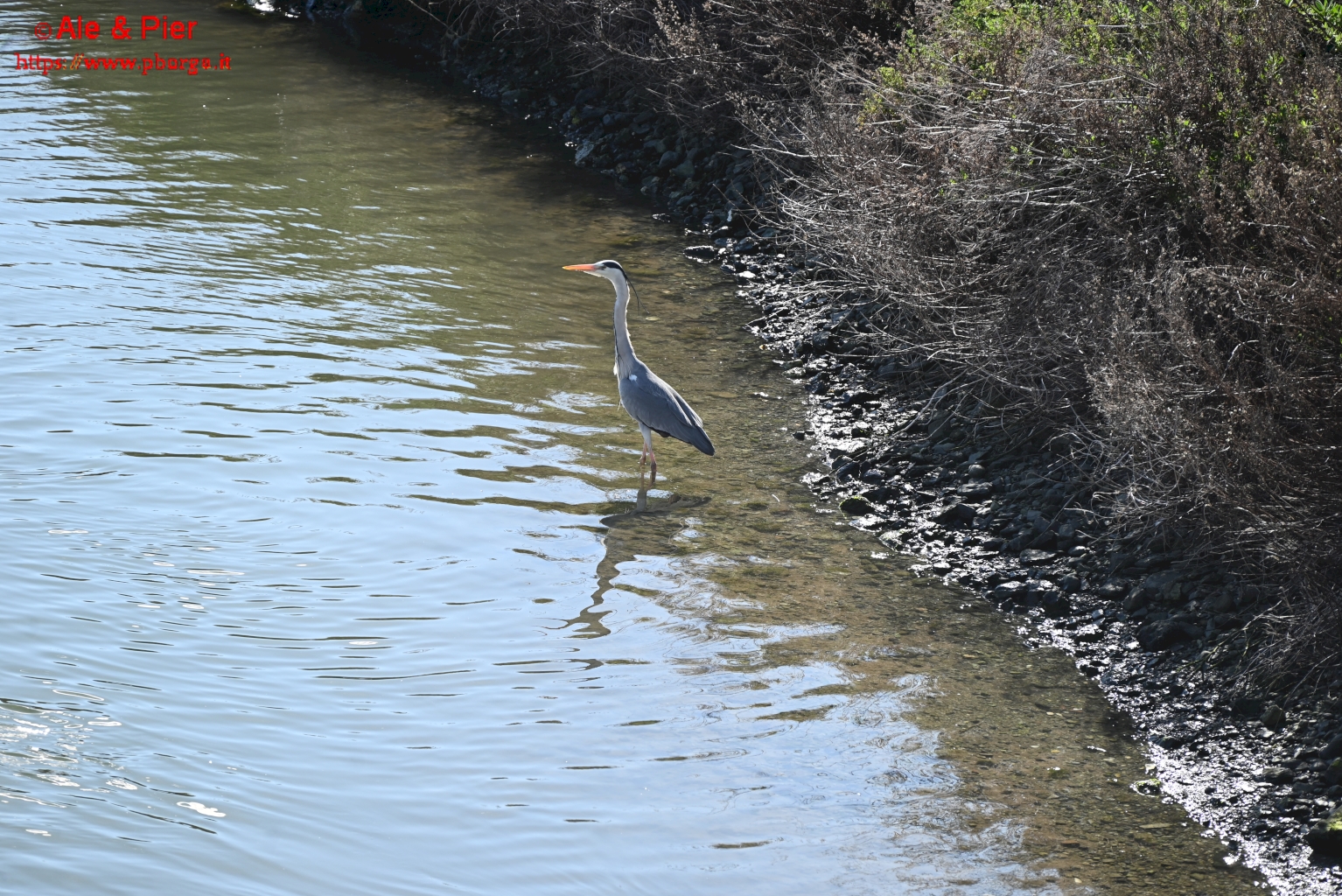 Da Pegli a Prà e ritorno