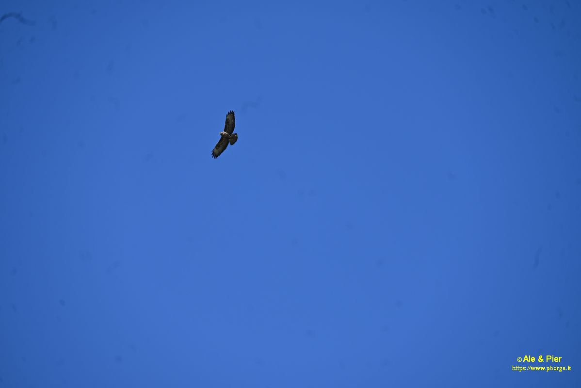 Passeggiatina antimeridiana