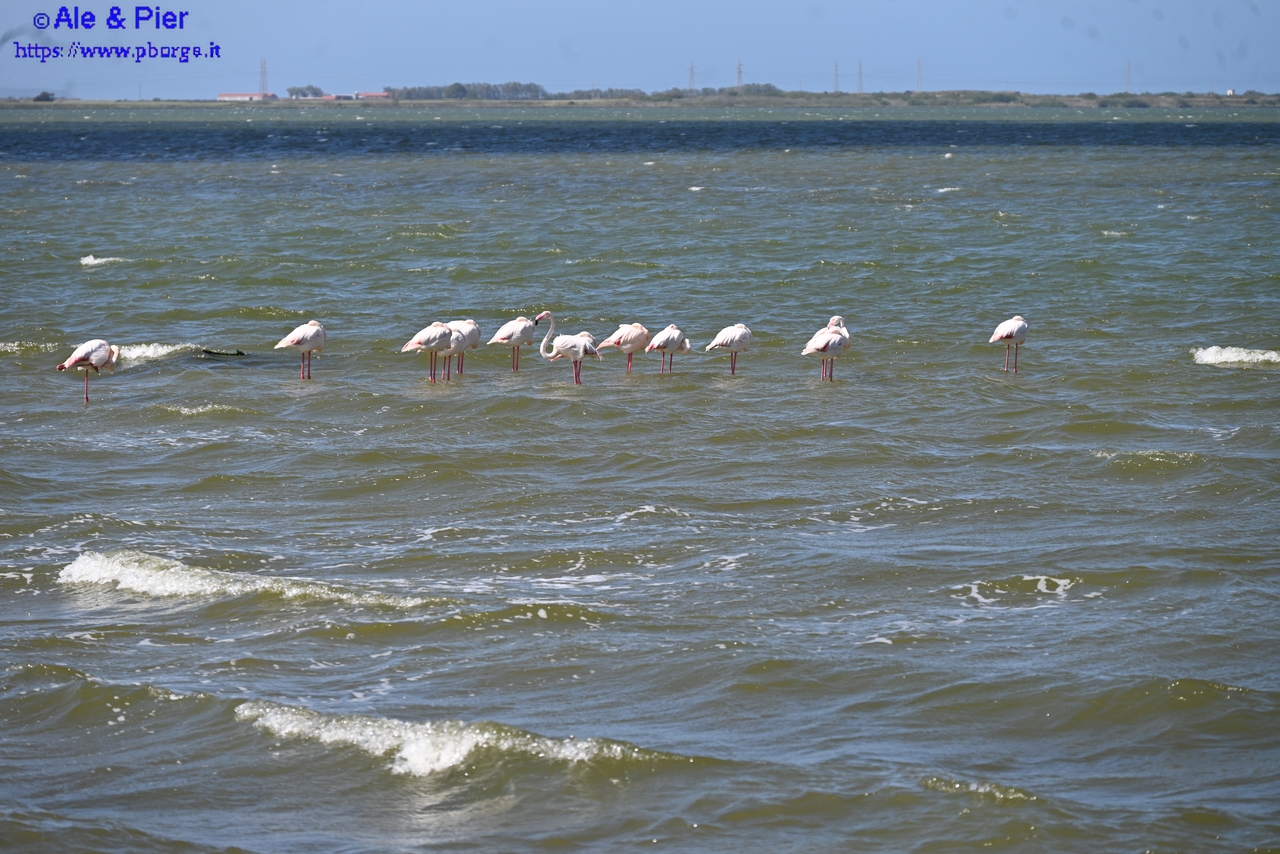 Allo stagno di S. Giusta
