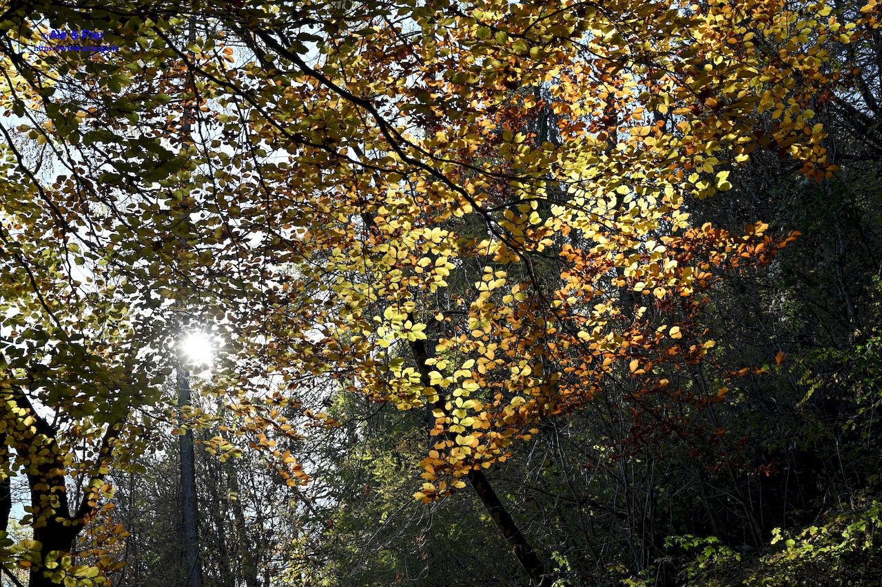 Foliage alla Vanucla