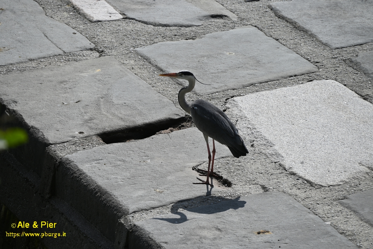 Cinque anatre in volo vedrai